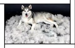 毛質(zhì)差、過(guò)度脫毛？華興重磅推出犬美毛處方糧