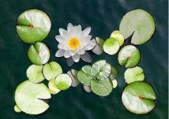 夏至丨夏花燦爛，愛(ài)至美好